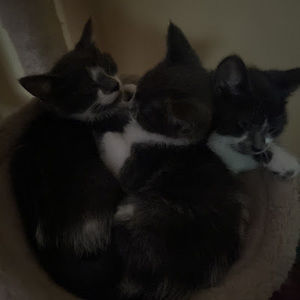 Meet your Posher, Ellie#lillykitten